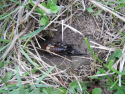 Feldgrille - Wir nehmen mit einem Foto, das eine Larve der Feldgrille (Gryllus campestris) zeigt, teil, gerade bei der Häutung vom Larvenstadium L4 zu L5, welche wir glücklicherweise genau am Eingang seiner Erdhöhle erwischt haben, während der Zeit des Winterschnitts. Nach der ersten Häutung sind sie in April-Mai geschlechtsreif. Während dieser Zeit rufen die Männchen, wobei sie ihre Erdhöhlen eifersüchtig gegen Rivalen verteidigen. Die Feldgrille ist ein typischer Bewohner unserer Streuobstwiese mit uralten heimischen Obstbäumen, welche mit ihren Sträuchern, Wildinseln, Altgras- und Totholzbeständen diesen Insekten die Möglichkeit bietet sich Erdhöhlen zum Wohnen zu graben. Die Bodenqualität (ein- bis zweischürig bewirtschaftete Wiese, ohne Einsatz von mineralischen Düngern und Jauche, sowie ohne  bodenverdichtende Maßnahmen) ist sehr wichtig für die Feldgrille um ihre Wohnröhre zu graben, die bis zu 40cm tief in den Boden reichen kann.  - © Maximilian Dounik