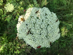 Vielfalt Boden - Vielfalt = Boden. Viele verschiedene Fliegen teilen sich eine Blüte der Erde. - © Enes Zararsiz