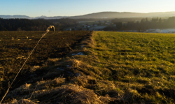 Frühlingserwachen - Der letzte Graßhalm des Jahres. Bereit für das Frühlingserwachen.- © David Hemetsberger