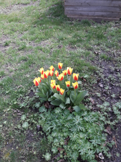 Tulpeninsel - Wir geniessen unseren Garten sehr. Die Windschäden waren heuer schon arg.- © Sonja Kainz