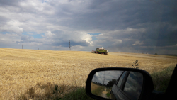 Weizenernte - Weizenernte in Gaindorf am 13. Juli 2018- © Verena Schober