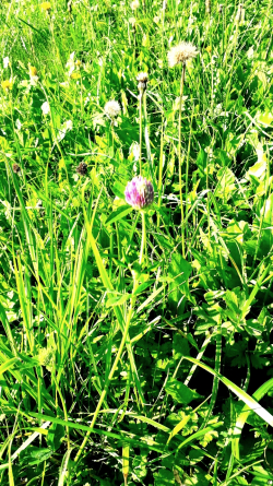 Natur erfrischt uns - Ich verbinde den Boden mit Gras und alle Pflanzen die darauf wachsen. Somit ist die Blume symbolisch für das Leben auf den Boden und das Gras bedeckt den Boden, da fast überall auf dem Boden Leben herrscht. Das stechende Grün symbolisiert die Erfrischung die uns die Natur gibt.- © Antonia Gruber