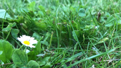 Gänseblümchen - Weiß = nicht grün, Blüte = kein Gras, anders = keine Wiese und trotzdem stark! Minderheiten schützen bzw. hervorheben! So wie die Erde bzw. der Boden.- © Berkehan Sertbolat