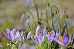 Gesunder Boden bedeutet Zukunft für die Menschheit -  Pflanzen, Insekten, Vielfalt, Basis für das gesamte Leben auf unserem Planeten. Zubetonieren oder mit Pestiziden vergiften ist auf lange Sicht der Tod JEGLICHEN Lebens; hier eine gesunde Frühlings-Wiese in meinem Garten in Mittersill...- © Susanne Radke