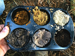 Bodenmuffins -  Ich arbeite als HiWi am Institut für Bodenkunde in Kiel und hatte letztes Jahr die Möglichkeit mit ein paar Arbeitskollegen zu dem Soil Contest der DBG‐Jahrestagung zu fahren. Ein Profil, das wir kartieren mussten, war ein Podosol mit sehr gut ausgeprägten Horizonten. Für einfachere Analysen, wie beispielsweise die Fingerprobe oder die Farbbestimmung, hatten wir eine Muffinform dabei, in die wir den Boden eingefüllt haben. Die stark unterschiedlich gefärbten Horizonte in der Muffinform sahen einfach super aus, daher habe ich das Foto geschossen.- © Lukas Loose