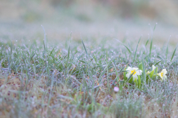 Morgentau - Das Foto wurde gleich in der Früh beim Morgentau mit einem Makro-Objektiv aufgenommen. Da mir die Tropfen auf den bodennahen Grashalmen so gefallen hatte, wollte ich dies auf einem Foto festhalten.- © Gerald Böhm