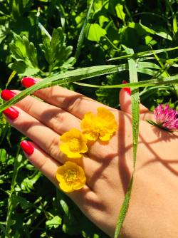 Vielfalt des Bodens - Durch die Berührung einer bunten Blumenwiese erkennt man die Vielfältigkeit des Bodens die man respektieren und gut behandeln soll damit auch noch weitere Generationen die Schönheit der Wiesen und Wälder sehen können.- © Elena Moser