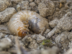 Engerling - Beim Umschaufeln meines Komposthaufens bin ich auf diesen Engerling und auf viele andere Bodenlebewesen gestoßen. Ich dachte mir ich sende dieses Bild unter dem Motto der Boden lebt ein.- © Kurt Krimberger