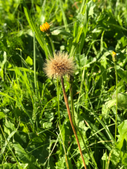 Löwenzahn - Auf dem Foto kann man 2 Arten von einem Löwenzahn erkennen. Der im Vordergrund verblühte steht für das Vergängliche und der Aufgeblühte steht für den immer wieder kommenden Neuanfang!- © Melanie Rössler