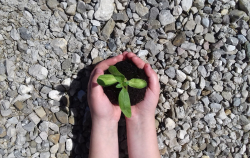 Symbolisch die Jungpflanze hier in Kinderhänden - Die Idee dieses Fotos kommt von meiner 10jährigen Tochter Clara. Sie hält hier in ihren Händen eine Sonnenblumen-Jungpflanze. Geschützt in ihren Kinderhänden. Die Idee dahinter ist, dass die Mutter Erde und alles was dazu gehört für künftige Generationen geschützt werden soll. - © Clara Weber-Brozek