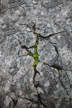 Stärke und Durchsetzungsvermögen - Die Kernaussage besteht aus Stärke und Durchsetzungsvermögen, wobei diese Eigenschaften von der Pflanze ausgehen. Es entsteht ein Kontrast von hart und weich, stark und schwach, hart und weich.- © Celina Pratter