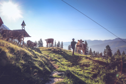 Das Arbeiten in der Natur ist einfach ... befreiend. - Auf der Alm is´ dann nochmal schöner - eine Freundin und nette Wegbegleiterin hegt und pflegt ihre Kühe auf der Alm im Defereggental. Das Bild spricht für sich. Boden ist Leben- © Angela Hauer