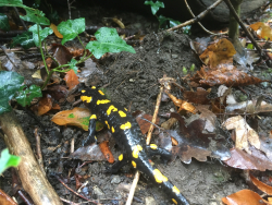 Feuersalamander - Während einem Spaziergang im Regen im Wr. Wald sahen wir auf einmal diesen Feuersalamander. Es hat mich sehr fasziniert, was alles passiert, wenn der Boden nass ist und welche Tiere aus ihm auftauchen. Deshalb habe ich dieses Bild ausgewählt!- © Marlene Fuchs