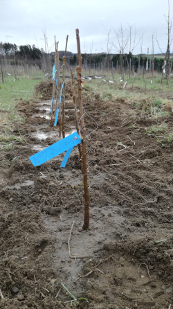 Bio Bäume - Das Pflanzen von Bio-Bäumen in einen guten, nährstoffreichen Boden. Aufgenommen am 5.4.2018 in Idolsberg, Niederösterreich. - © Anja Patzl