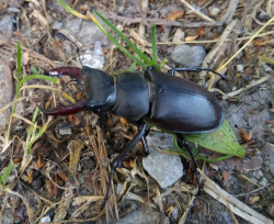 Hirschkäfer - Dieses Foto ist in Haslau/D. beim Spaziergang in der Au entstanden. Dieser Hirschkäfer war sehr aktiv mit Krabbeln beschäftigt und als er merkte, dass ich näher kam - bäumte er sich auf ;)  Die Natur fasziniert mich immer wieder. Und auch Kleinstlebewesen die für viele Menschen oft unerkannt bleiben, die unseren Lebensraum in mühevollster Arbeit 'bewirtschaften' - tragen ein sehr großes Stück zu unserem aller Wohlbefinden bei !  - © Renate Kürner