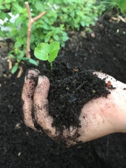 Gesunder Boden bedeutet Leben - Ohne gesunder nährstoffreicher Erde, kann keine neue Pflanze zu neuem Leben erweckt werden. Ohne Pflanzen, schaffen das wir Tiere und Menschen auch nicht. Gesunder Boden bedeutet also: Leben!!! Ich halte neues Leben auf dem Foto in meiner Hand. - © Sabrina Fohringer
