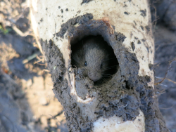 Früchte des Bodens - Lebensgrundlage nicht nur für Menschen! - Diese Maus ist uns nach dem Ausgraben der Zuckerrübe während einer Versuchsernte entgegengesprungen, davor habe ich sie noch mit der Kamera eingefangen!- © Heide Spiegel