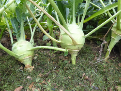 Kohlrabi - Ich decke den Boden zwischen den Pflanzen mit angetrocknetem Rasenschnitt ab. - © Evelyn Pfeiffer