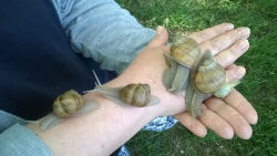 Schneckenparadies - Bei einem Spaziergang auf der Heubergstetten (Anninger in Favoriten) haben wir auf einem schmalen Weg oberhalb der Autobahn ein Schneckenparadies entdeckt.- © Katja Reimer