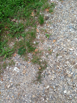 Stadt und Wiese - Ich habe das Foto gemacht, weil ich mir gedacht habe, es ist eine Mischung aus Stadt und Wiese. Es gibt keine klare Grenze und die Natur breitet sich immer weiter aus oder sie wird zurückgedrängt. Je nachdem, wie man es sieht oder wo man sich gerade befindet.- © Xenia Indra