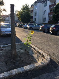 Das Wunder NATUR - Das Wunder NATUR findet sich an den unmöglichsten Plätzen! Voller Hochachtung bewundere ich diese mutige Sonnenblume bei meinem täglichen Arbeitsweg.- © Ursula Frantal